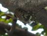 Esemplare di cicala Giapponese, di grandezza standard. Frinisce a livelli insopportabili, specie di notte